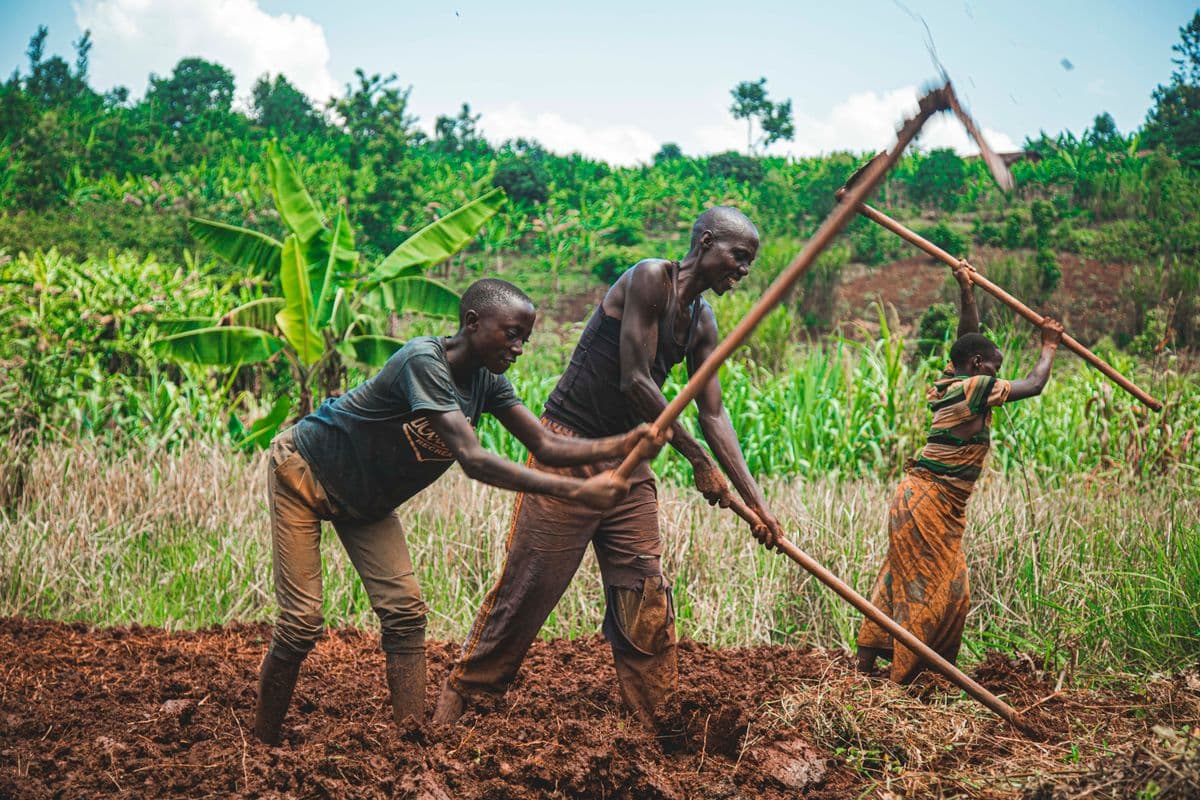 Community Vegetable Gardens